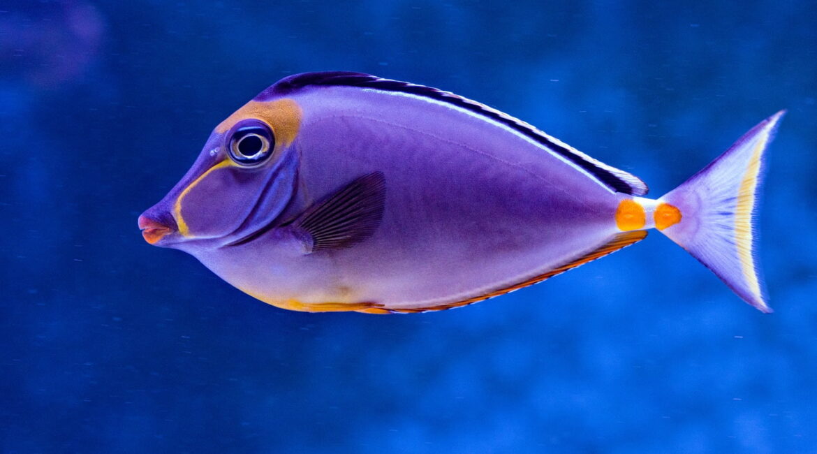 捕魚機技巧｜線上遊戲如何透過精湛的捕魚機技巧大獲全勝？