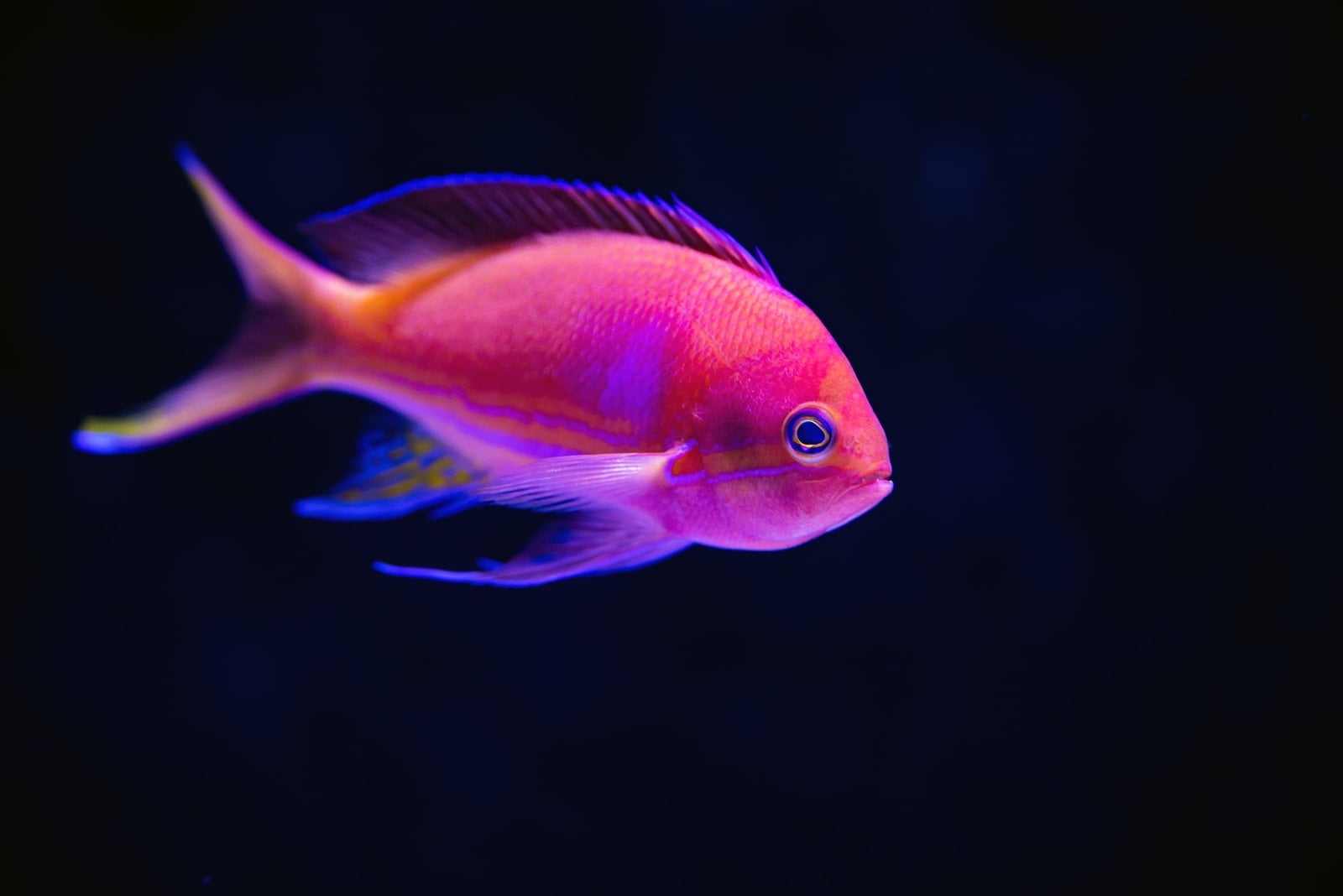 【捕魚機賺錢】玩魚機遊戲的打魚技巧大揭秘【2021更新】