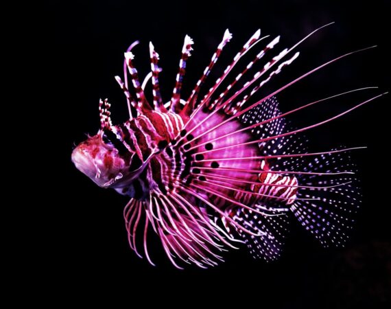 線上捕魚機必勝法:1篇解答高手賺錢都怎麼玩捕魚機? 4 線上捕魚機必勝法:高手賺錢都怎麼玩捕魚機?