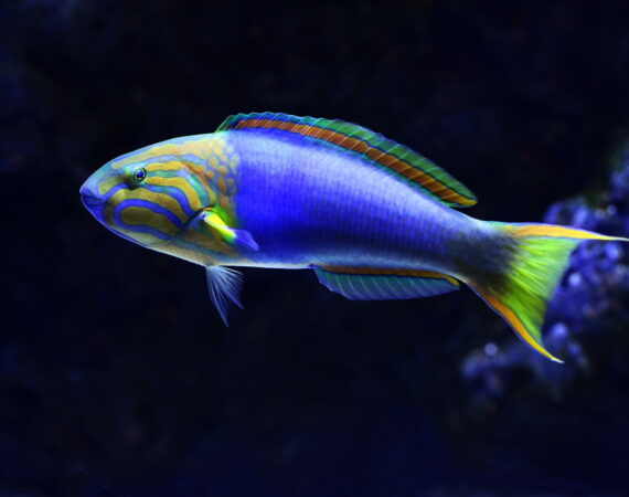 【捕魚機的原理和技巧你都學會了嗎?運用短短5分鐘就能成為打魚高手】 4 close-up photo of blue and green fish