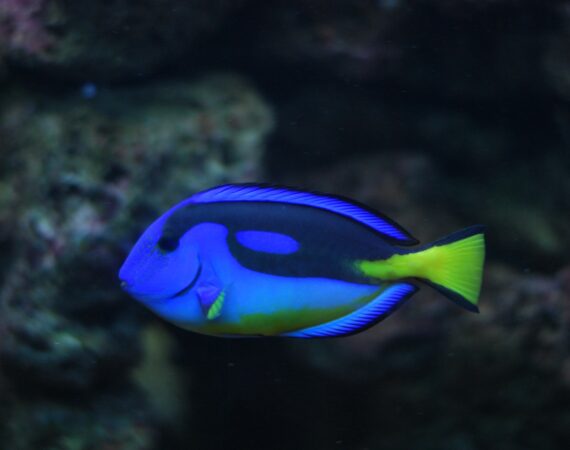 捕魚機破解攻略:1篇文章教你成為捕魚機水行俠! 4 捕魚機破解攻略|如何成為水行俠?