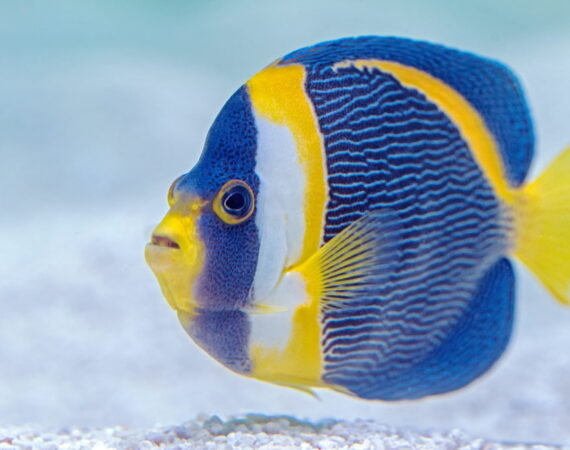 捕魚機遊戲為何深植人心?這1篇文章告訴你大家為什麼喜歡捕魚機! 2 捕魚機遊戲為何深植人心?這1篇文章告訴你大家為什麼喜歡捕魚機!