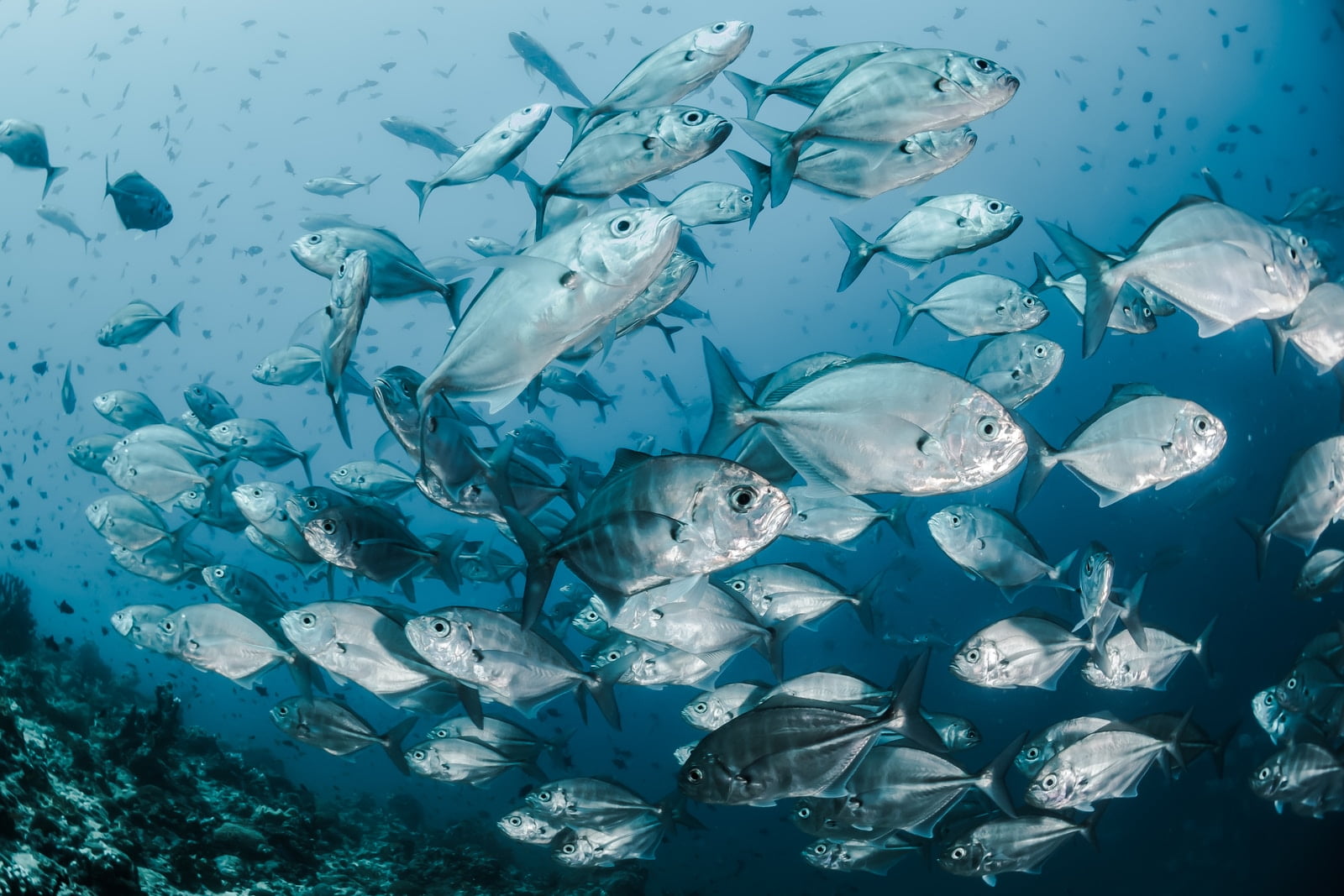 捕魚機贏錢方法：這1篇破解捕魚機的攻略技巧！